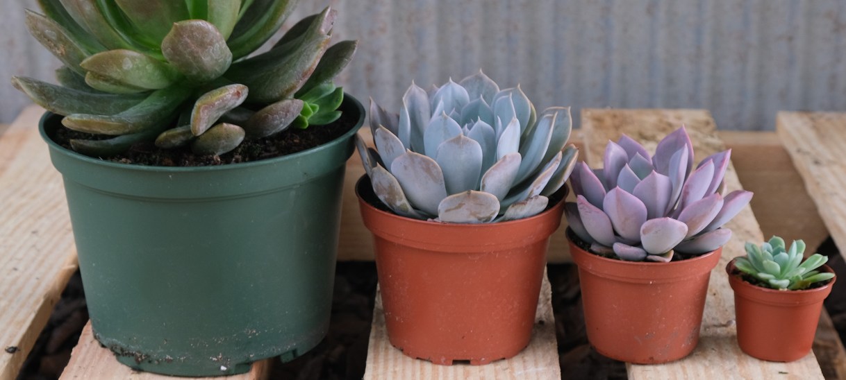 Quick Tips for Growing&nbsp;Succulents